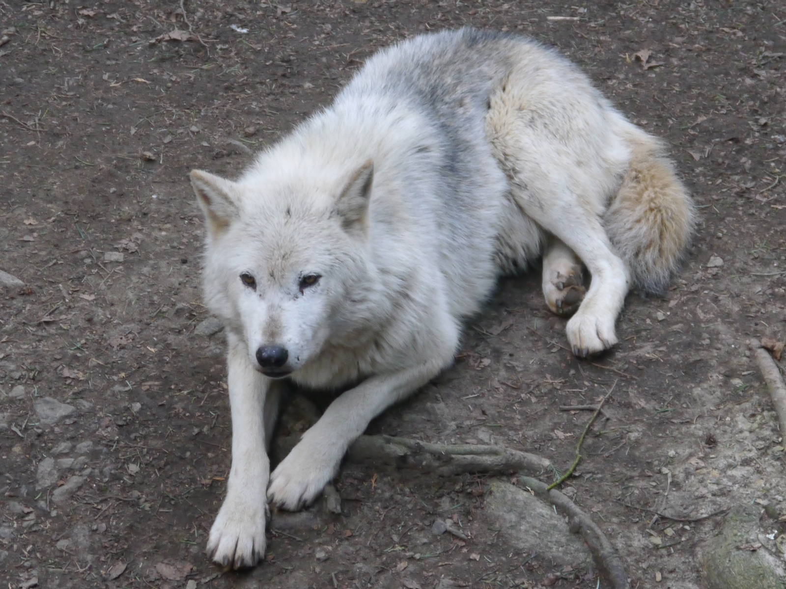 Cotswold (13/3/2013)