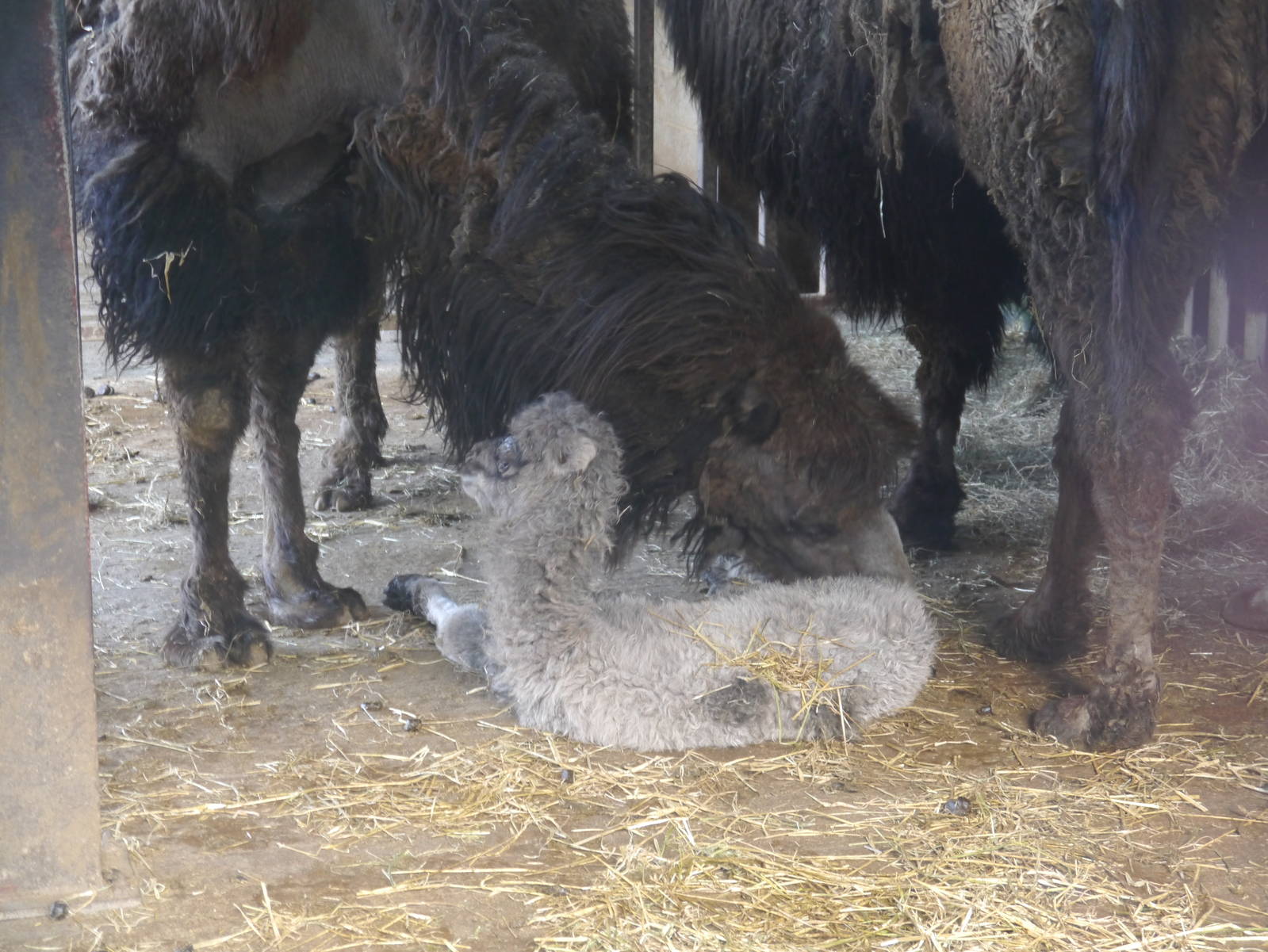 Cotswold (13/3/2013)