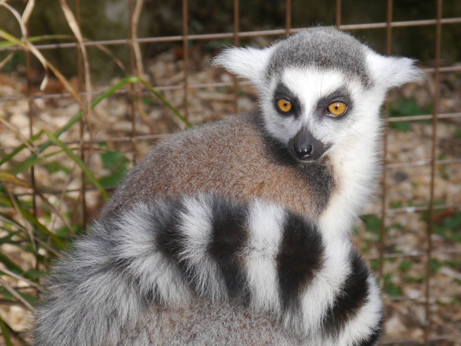 Cotswold (13/3/2013)