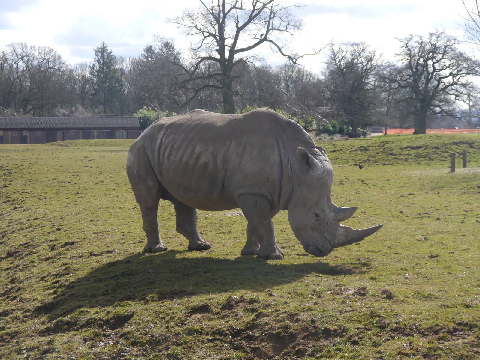 Cotswold (13/3/2013)