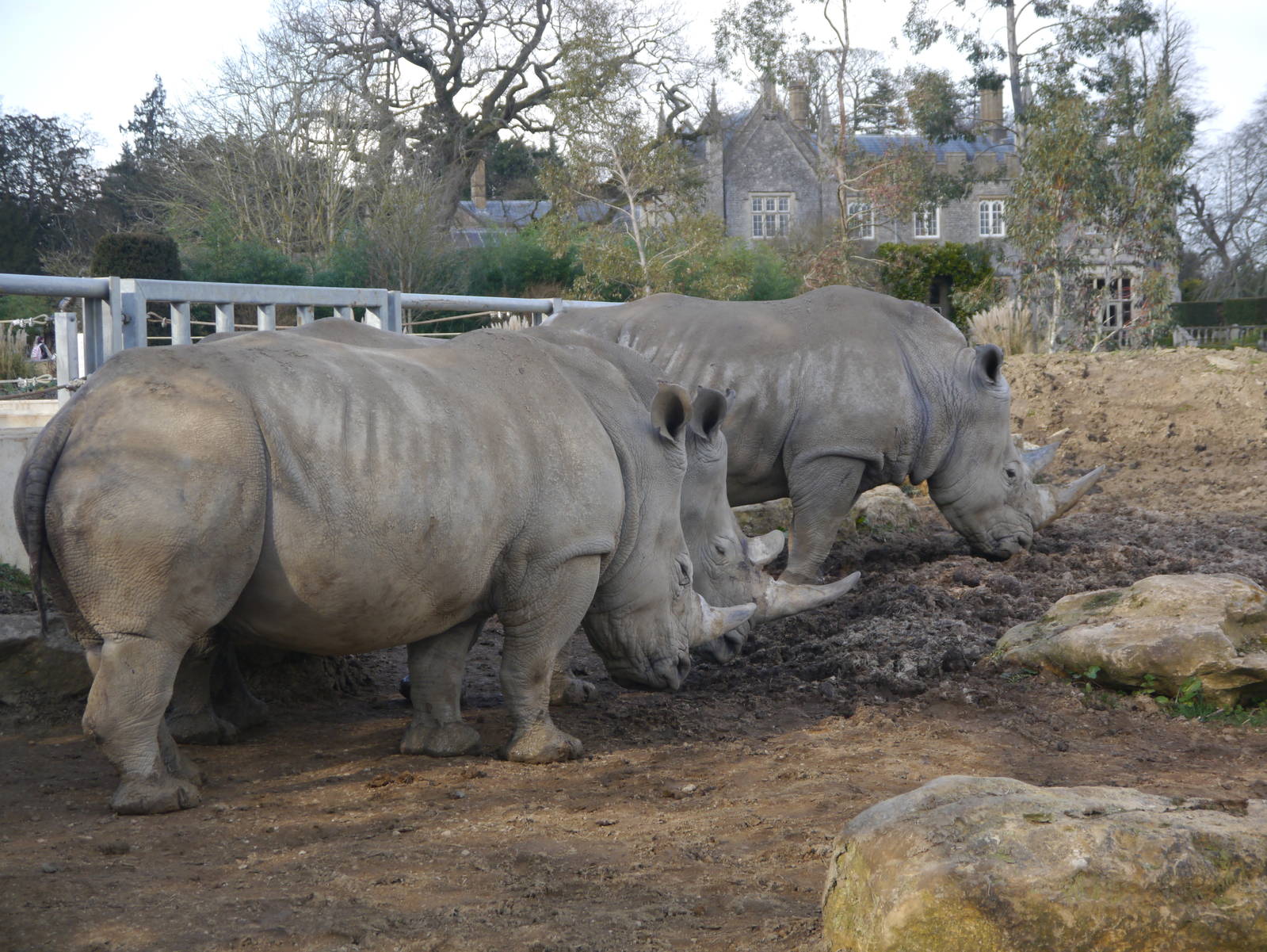 Cotswold (13/3/2013)