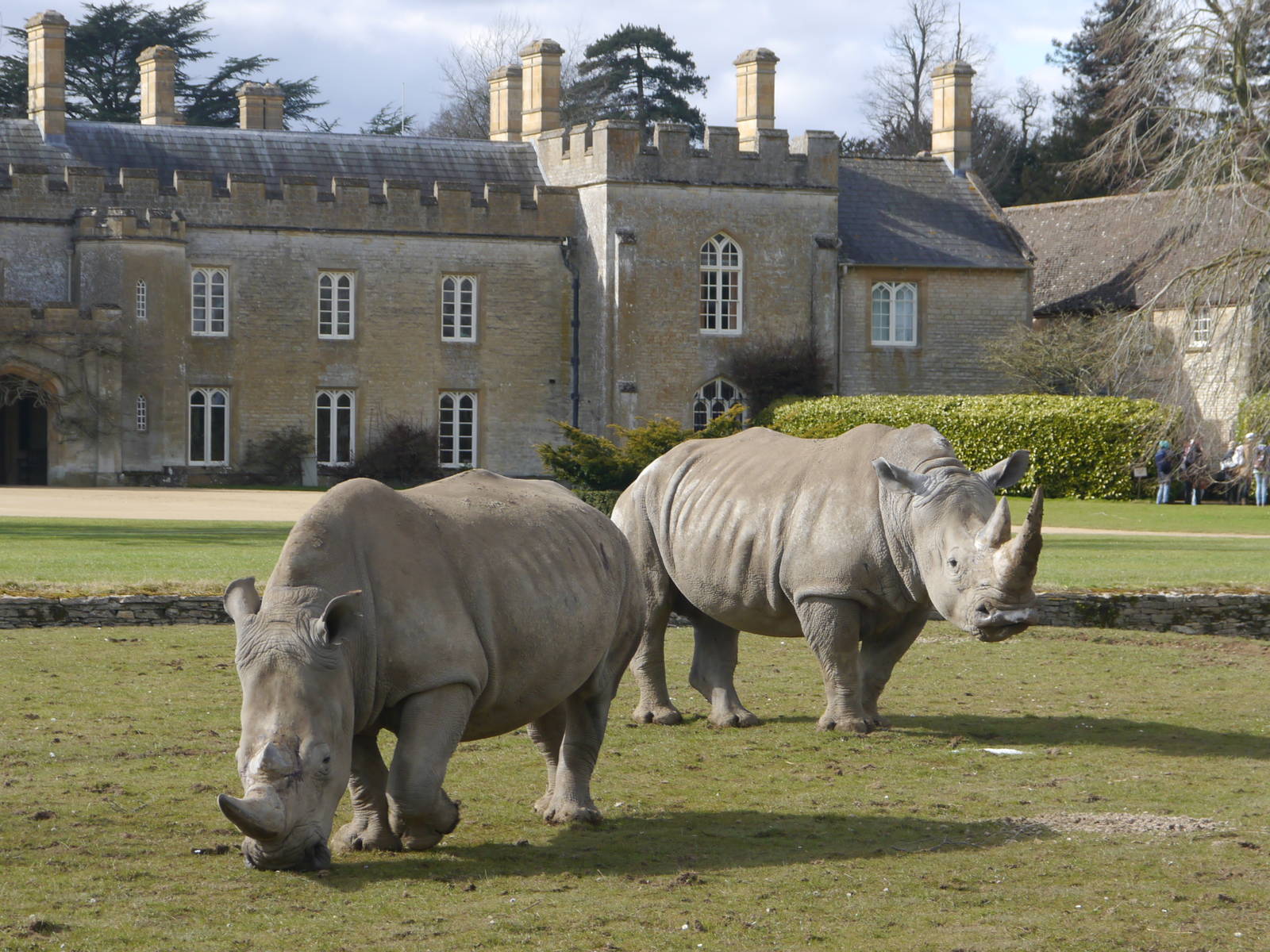 Cotswold (13/3/2013)