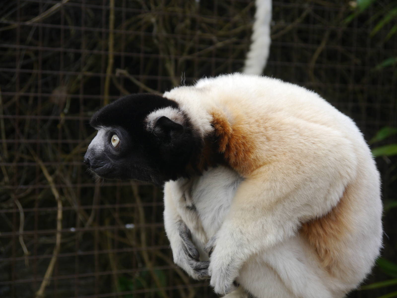 Cotswold (13/3/2013)