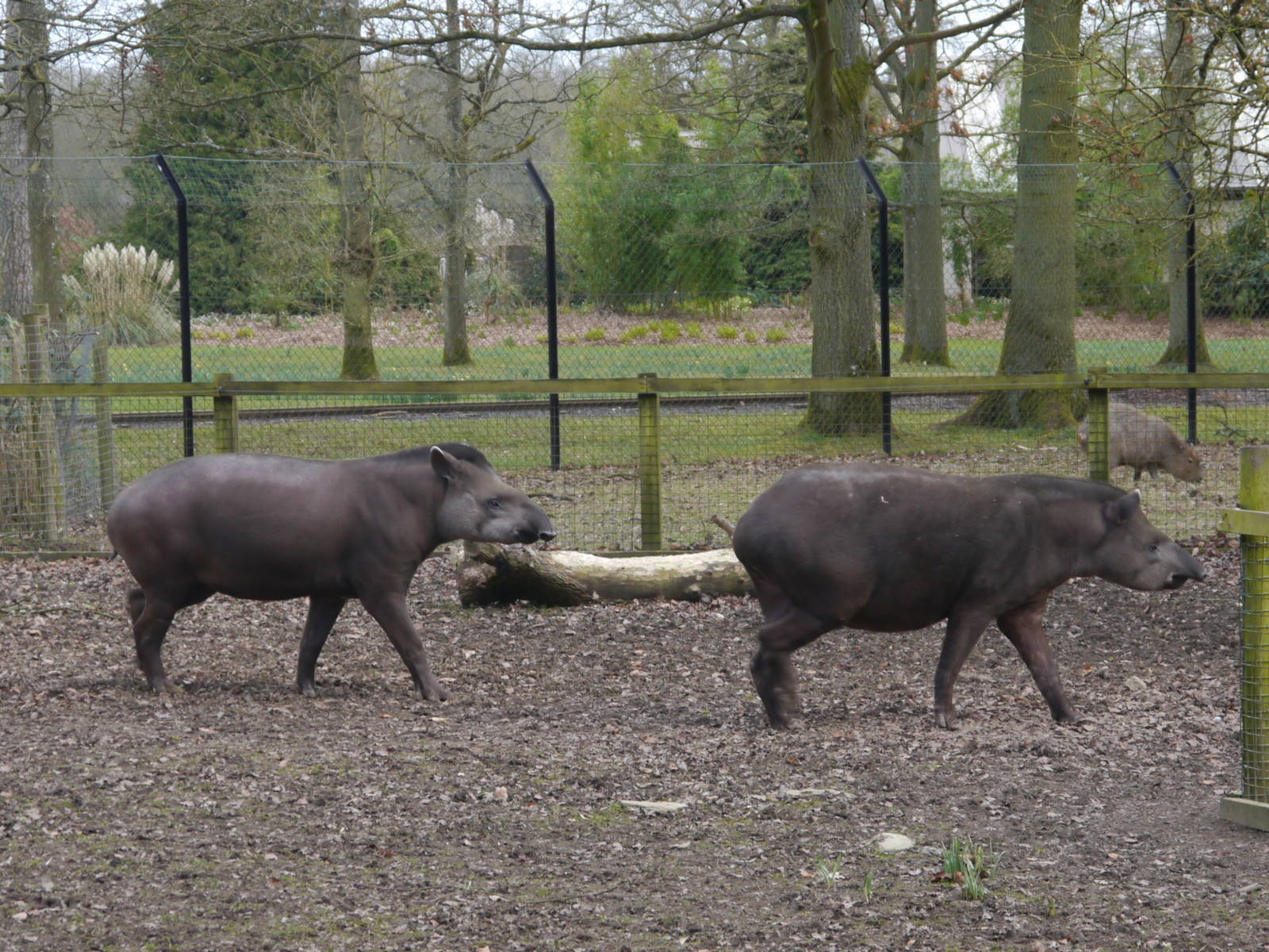 Cotswold (13/3/2013)