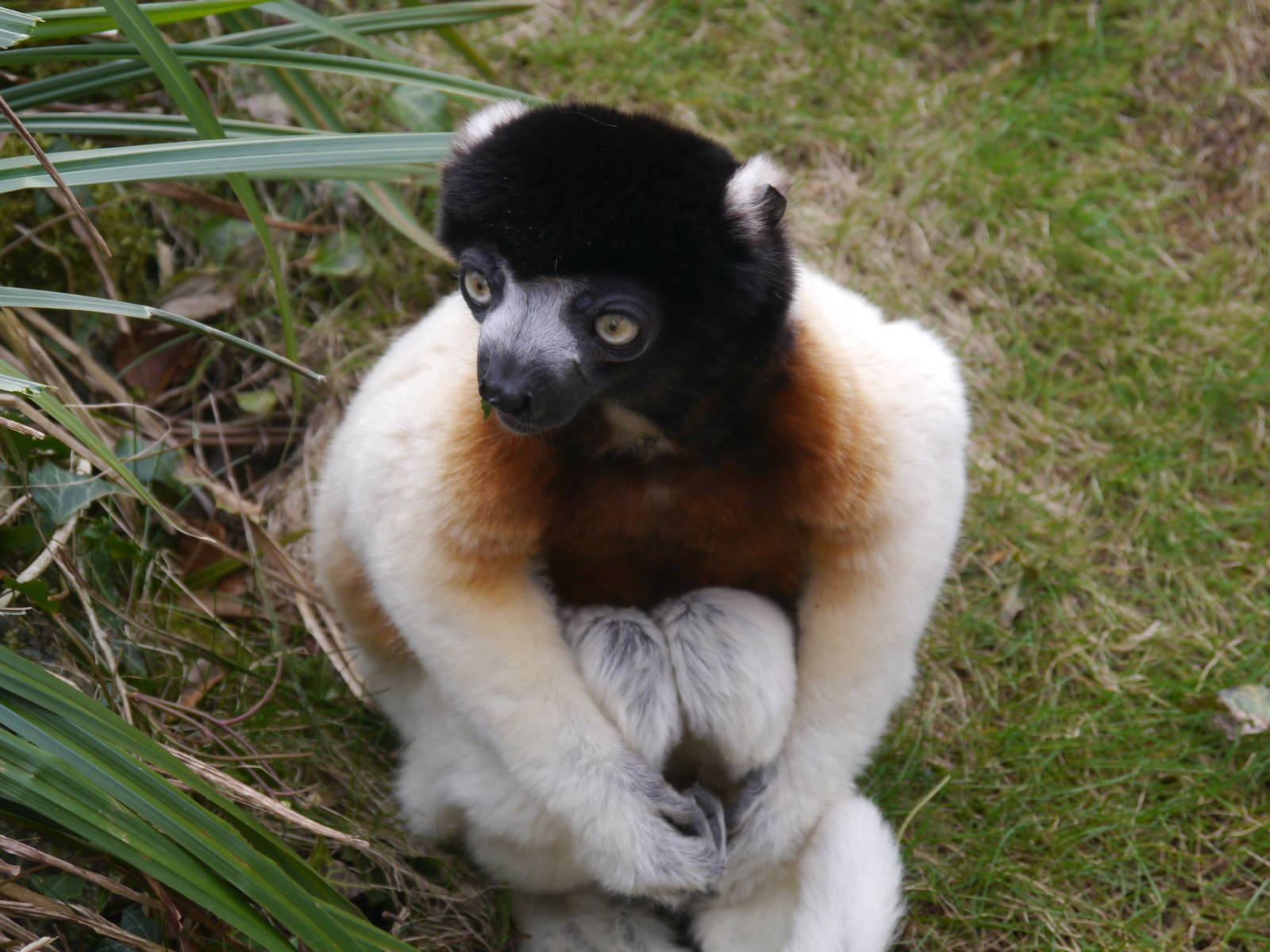 Cotswold (13/3/2013)