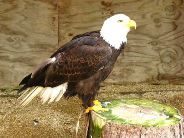 Cotswold Falconery 17.06.2007