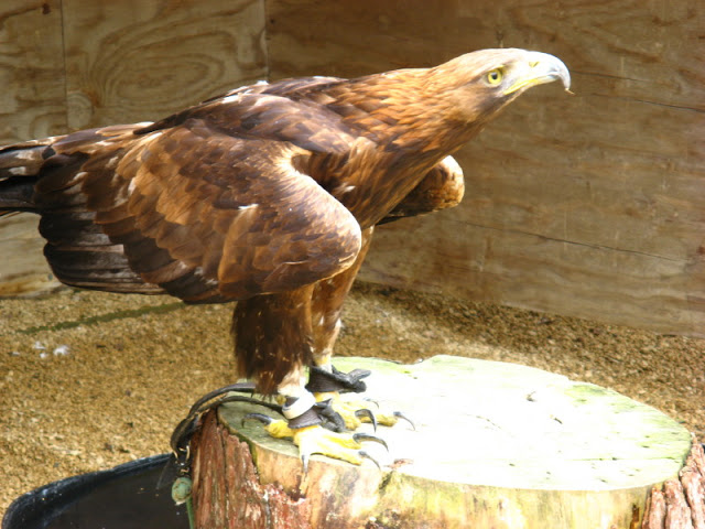 Cotswold Falconery 17.06.2007