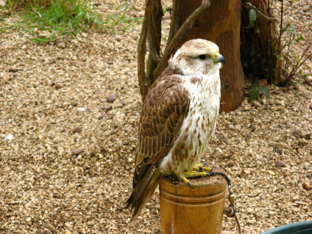 Cotswold Falconery 17.06.2007