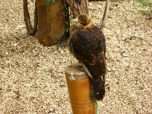 Cotswold Falconery 17.06.2007