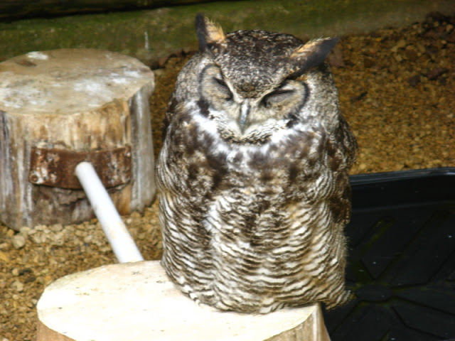 Cotswold Falconery 17.06.2007