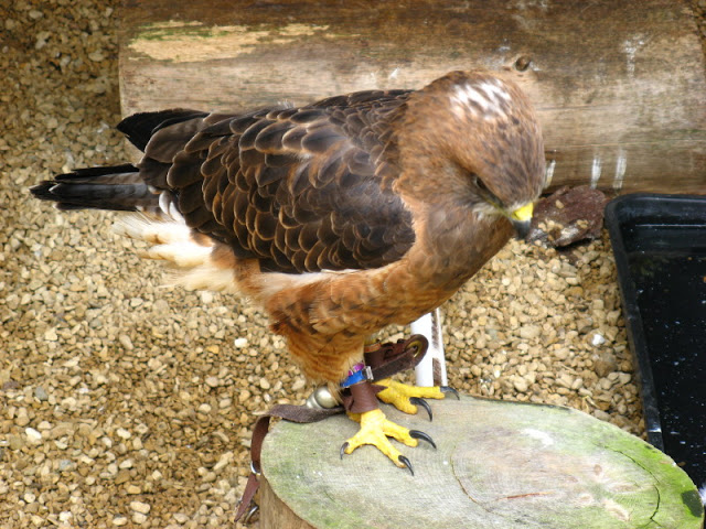 Cotswold Falconery 17.06.2007