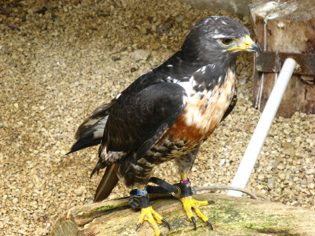 Cotswold Falconery 17.06.2007