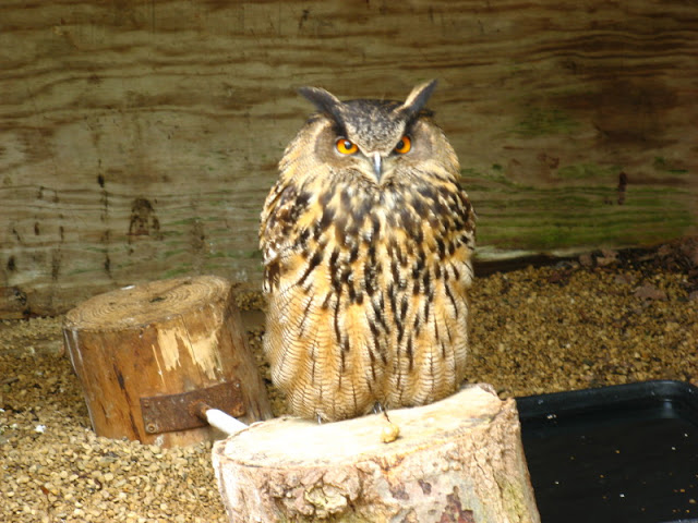 Cotswold Falconery 17.06.2007