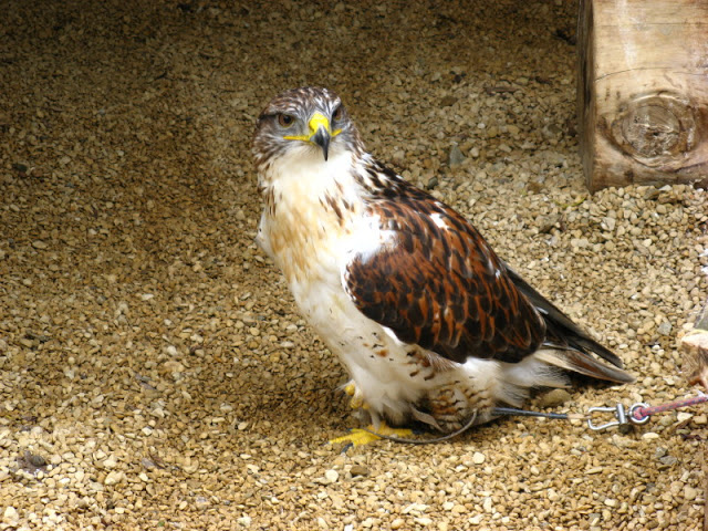 Cotswold Falconery 17.06.2007