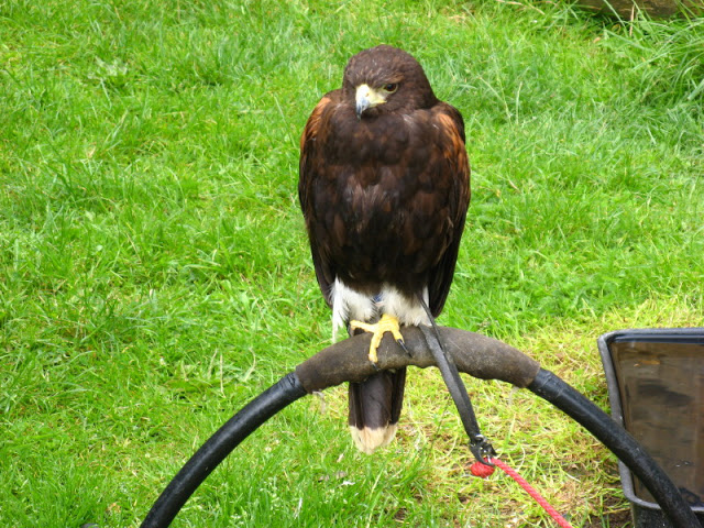 Cotswold Falconery 17.06.2007