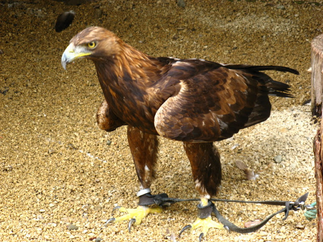 Cotswold Falconery 17.06.2007