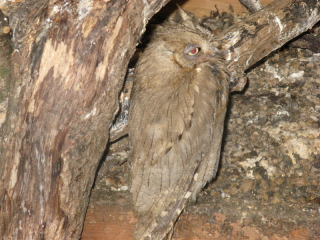 Cotswold Falconery 17.06.2007