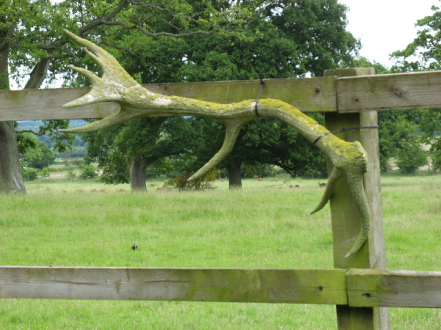 Cotswold Falconery 17.06.2007