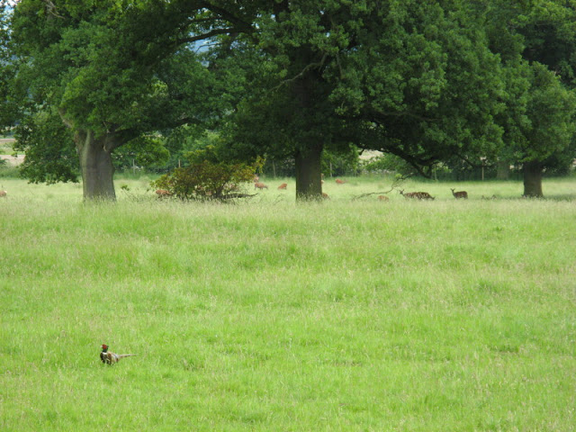 Cotswold Falconery 17.06.2007