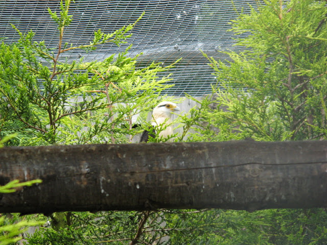 Cotswold Falconery 17.06.2007