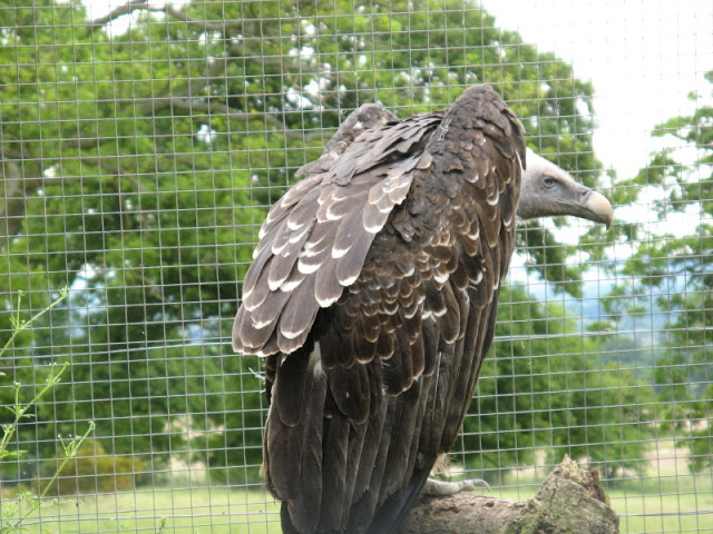 Cotswold Falconery 17.06.2007