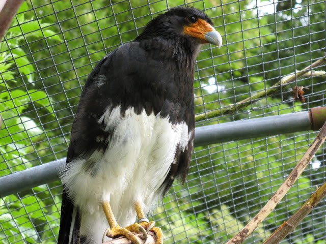 Cotswold Falconery 17.06.2007