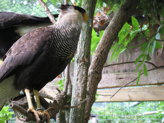 Cotswold Falconery 17.06.2007
