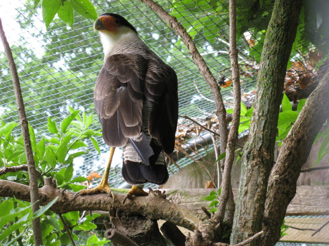 Cotswold Falconery 17.06.2007