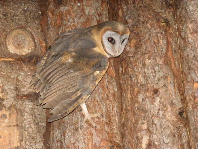 Cotswold Falconery 17.06.2007