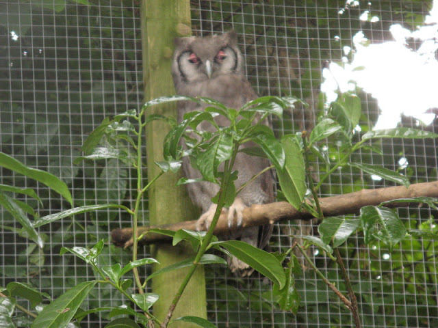 Cotswold Falconery 17.06.2007