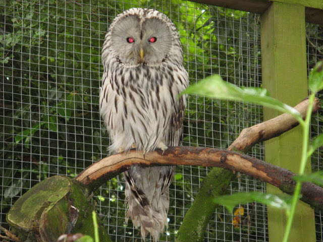 Cotswold Falconery 17.06.2007