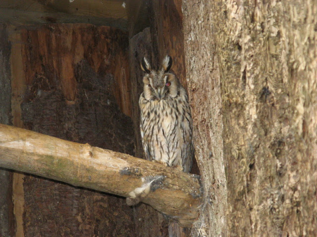 Cotswold Falconery 17.06.2007