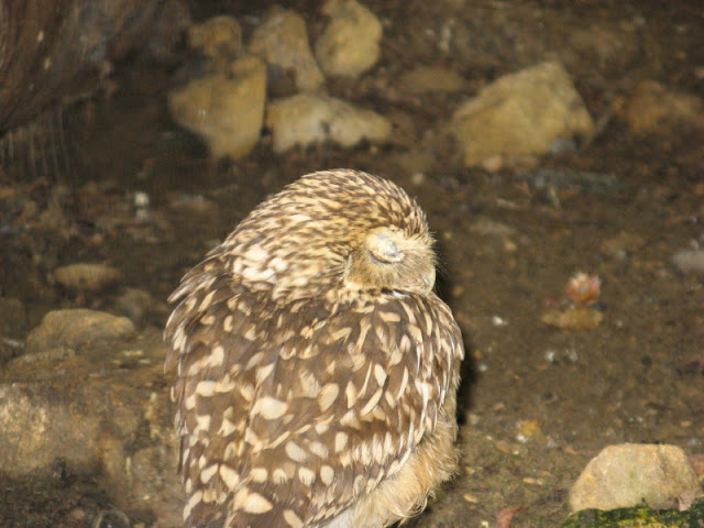 Cotswold Falconery 17.06.2007