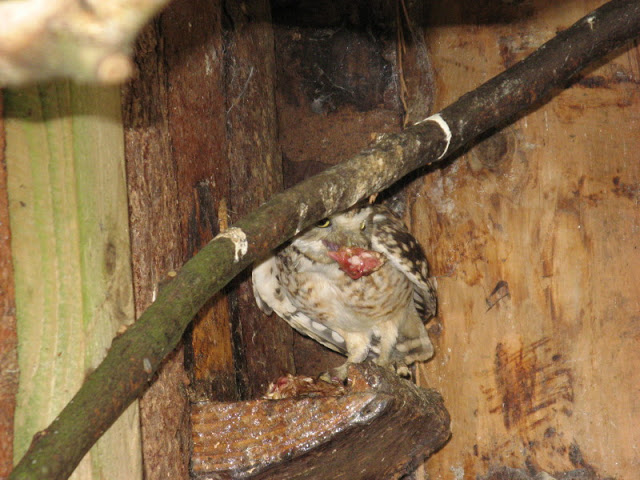 Cotswold Falconery 17.06.2007