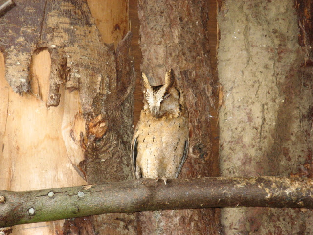 Cotswold Falconery 17.06.2007