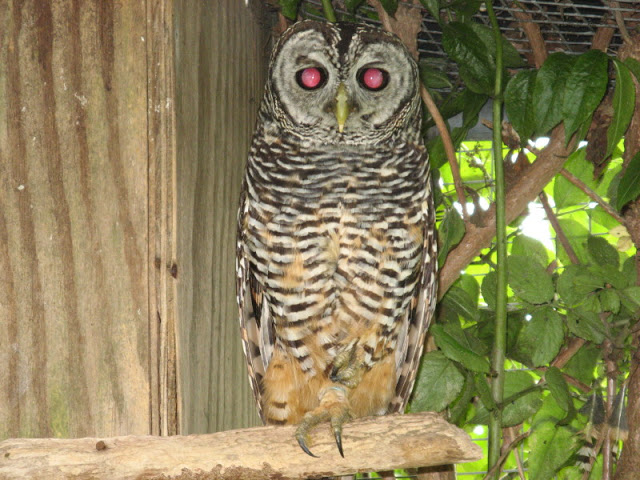 Cotswold Falconery 17.06.2007