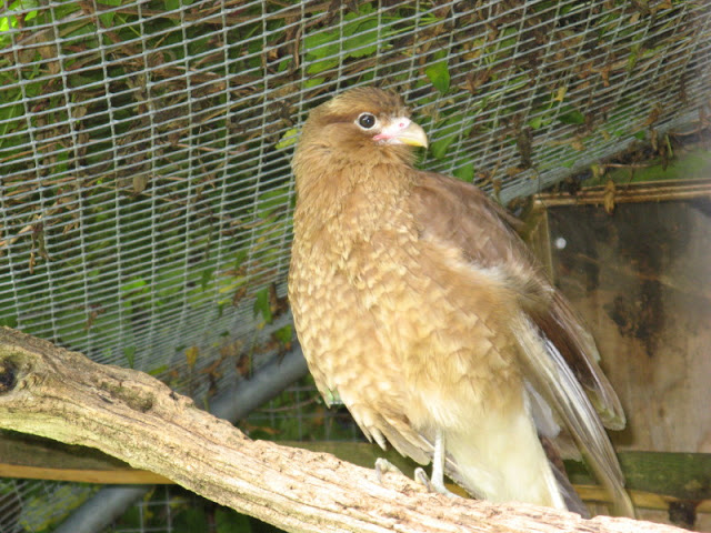 Cotswold Falconery 17.06.2007