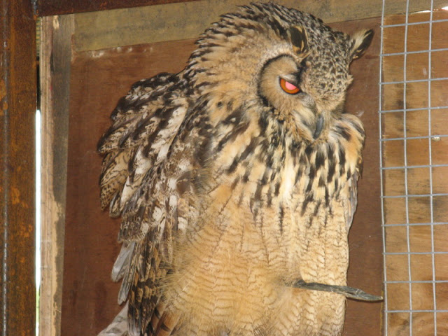 Cotswold Falconery 17.06.2007