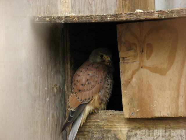 Cotswold Falconery 17.06.2007