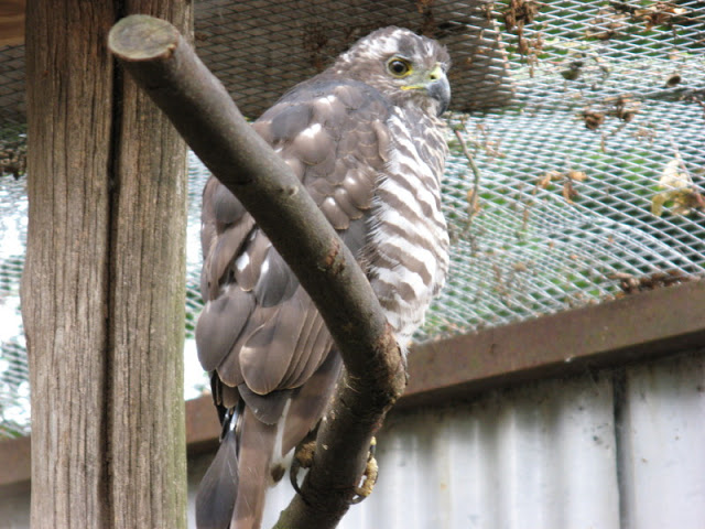 Cotswold Falconery 17.06.2007