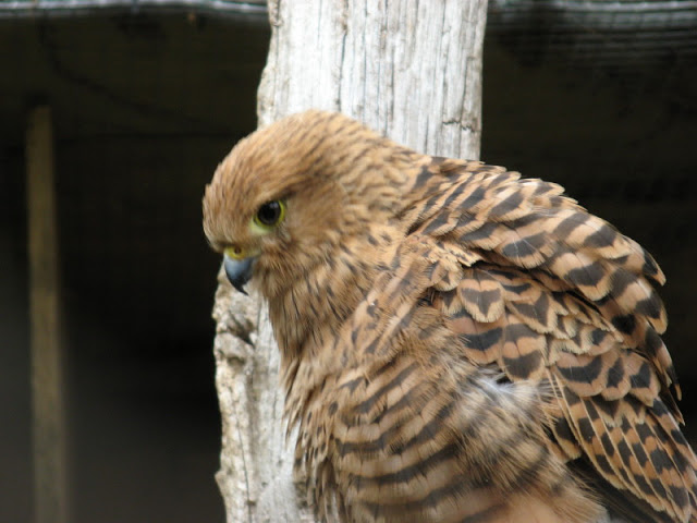 Cotswold Falconery 17.06.2007