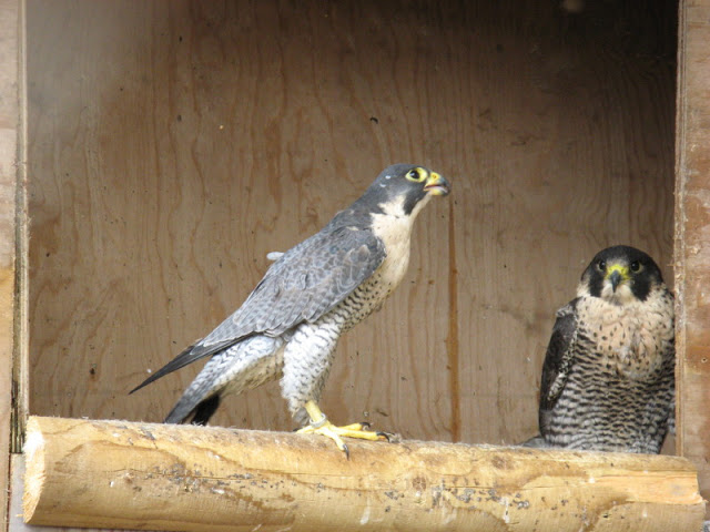Cotswold Falconery 17.06.2007