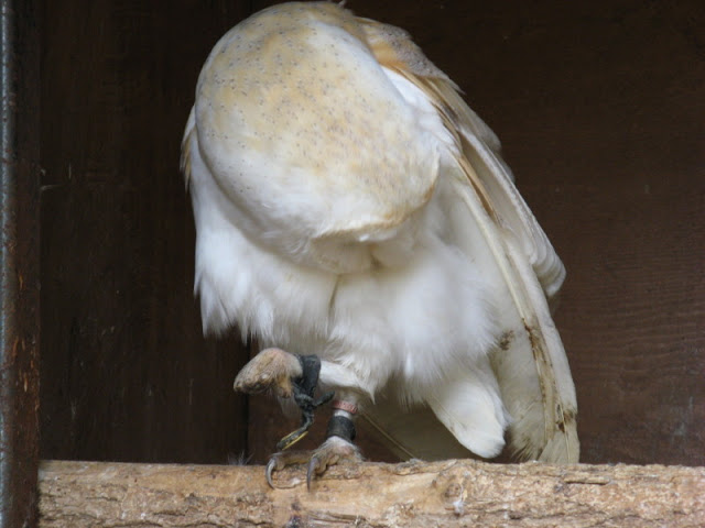 Cotswold Falconery 17.06.2007