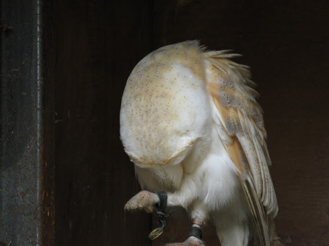 Cotswold Falconery 17.06.2007