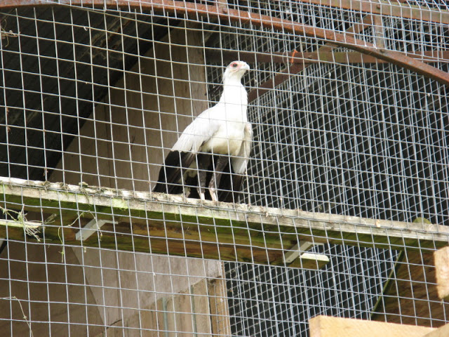 Cotswold Falconery 17.06.2007