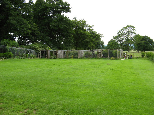 Cotswold Falconery 17.06.2007