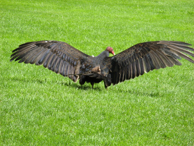 Cotswold Falconery 17.06.2007