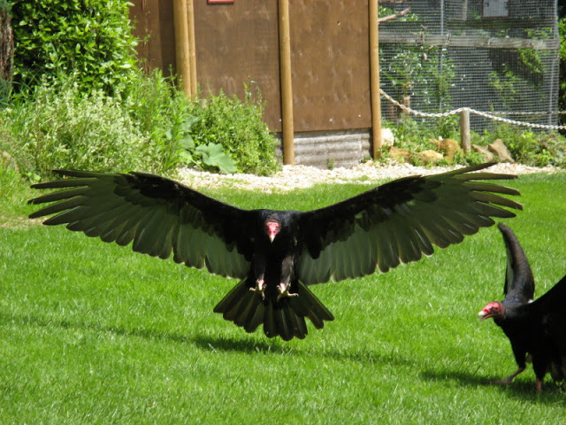 Cotswold Falconery 17.06.2007