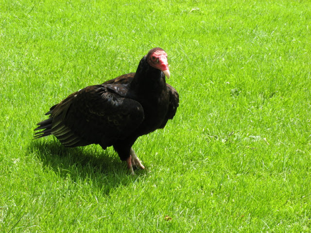 Cotswold Falconery 17.06.2007