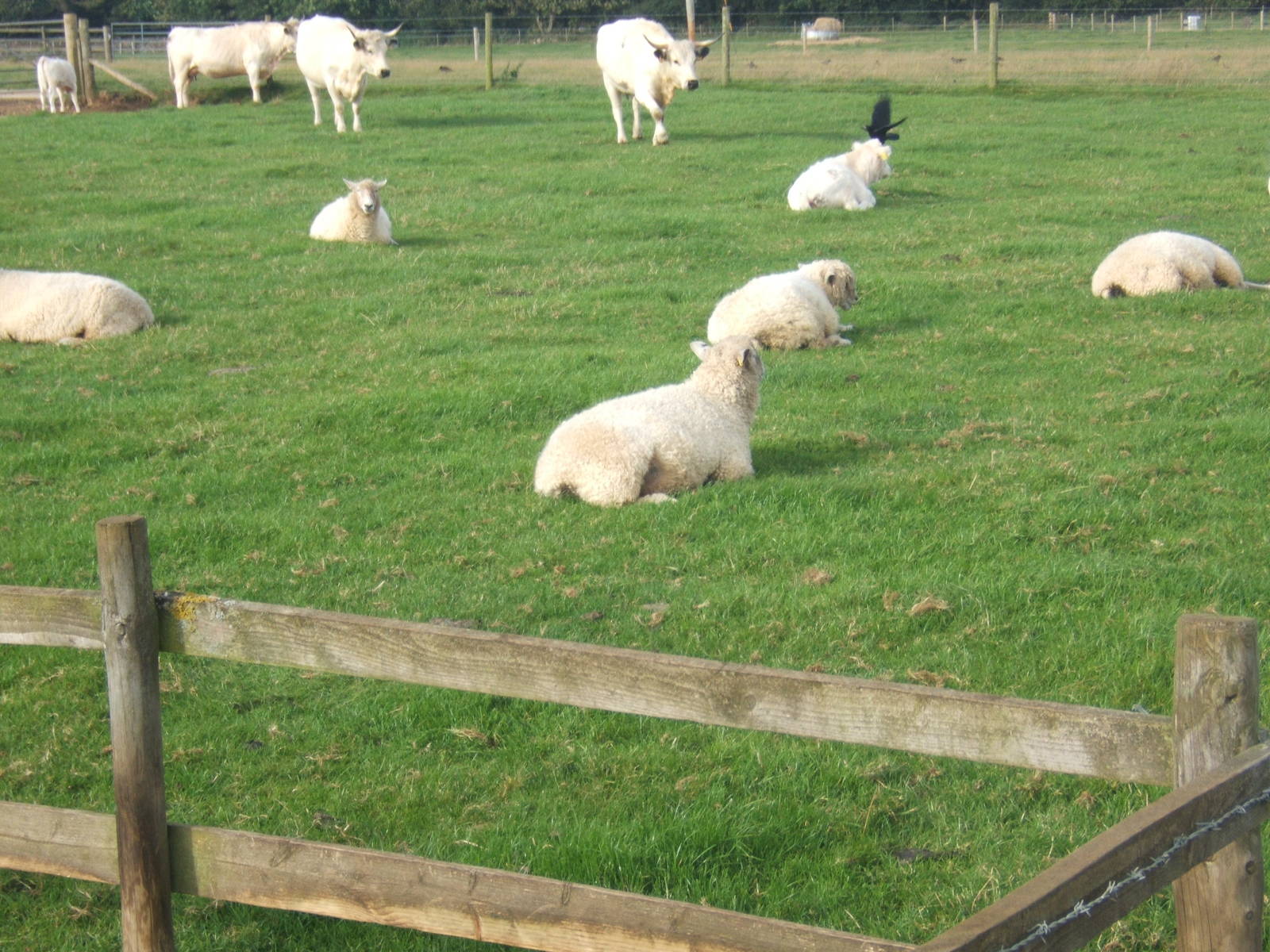Cotswold Farm Park